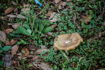 Brown mushroom fungi sprouting up 