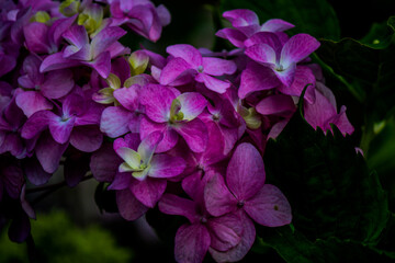 Pink and Purple Hydrangea in full bloom 