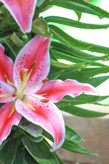 Pink lilies in full bloom 
