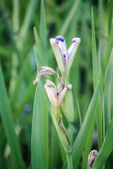 Iris' about to bloom in the yard 