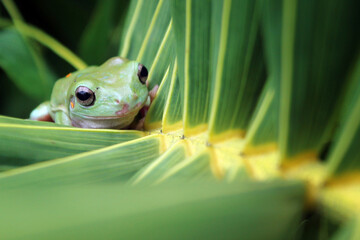 green frog on coconut leaf