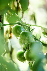 Unripe cherry tomatoes in the peak of spring 