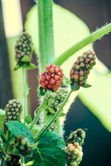 Producing blackberry plant in late spring / early summer still growing 