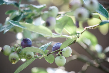 Blueberry plant producing fruit with morning dew 