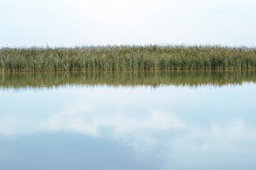 Reeds and clouds reflected in the blue water of a lake or pond, sunrise or sunset