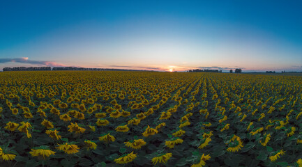 Drone view of sunflower field in a beautiful evening sunset. Aerial view of agriculture ripe sunflowers.