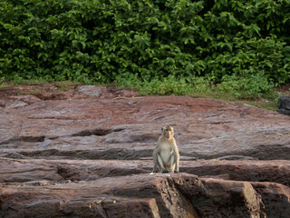Monkeys on Ko Klet Kaeo (or Monkey Island), Pattaya, Thailand