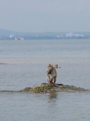 Monkeys on Ko Klet Kaeo (or Monkey Island), Pattaya, Thailand