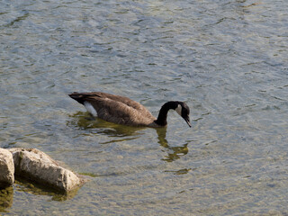 country goose swimming in water