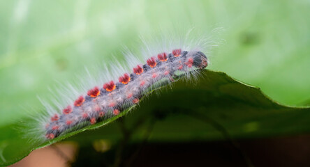 Lagarta da mariposa cigana
