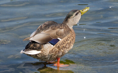 Duck Taking A Drink Of Water