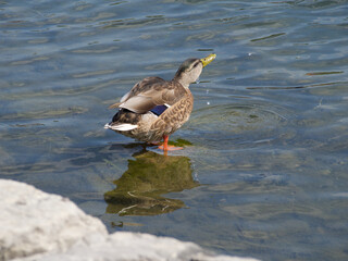 Duck Taking A Drink Of Water