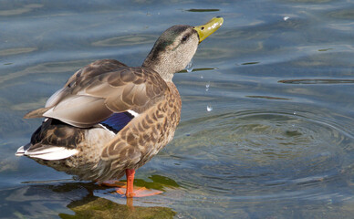 Duck Taking A Drink Of Water