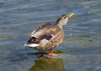 Duck Taking A Drink Of Water