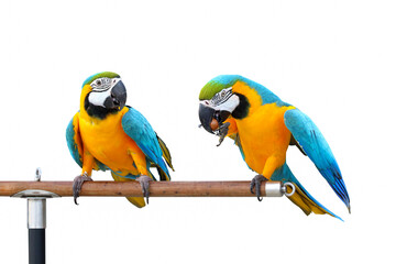 Fototapeta na wymiar Beautiful Macaw parrots perched on a branch.