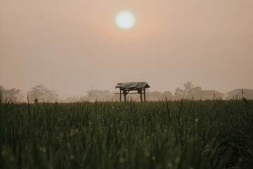 Morniing in the middle of rice fields