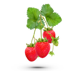 Ripe strawberries with leaves isolated on transparent background (.PNG)