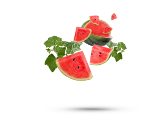 Water splash on watermelon with leaves isolated on transparent background (.PNG)