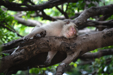 A macaque is sleeping on a tree.