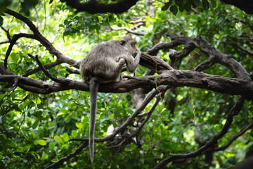 A macaque is sleeping on a tree.