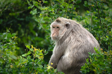 The macaque is sitting in the tree and looking away.