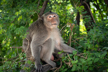 The macaque is sitting in the tree and looking away.