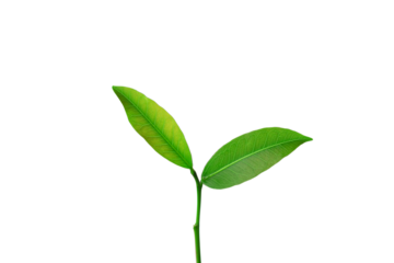 Translucent background of plant saplings