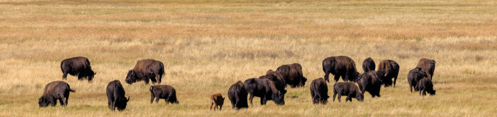 herd of bison, Grand Teton National Park, Wyoming 