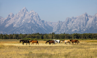 Horses in Grand Teton National Park,  herd of horses on the meadow, herd of horses, herd of horses...
