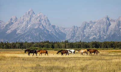Photo sur Plexiglas Chaîne Teton Chevaux dans le parc national de Grand Teton, troupeau de chevaux sur le pré, troupeau de chevaux, troupeau de chevaux dans les montagnes, parc national de Grand Teton, Wyoming