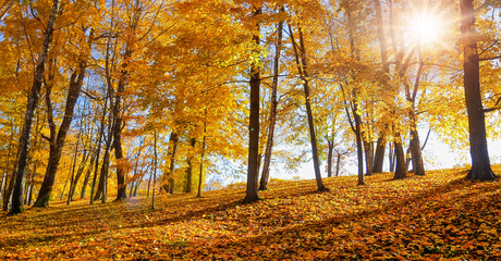 Fototapeta premium Autumn fall trees with warm sunlight with big trees in the forest at Autumn fall foliage at Autumn season colorful evening scene