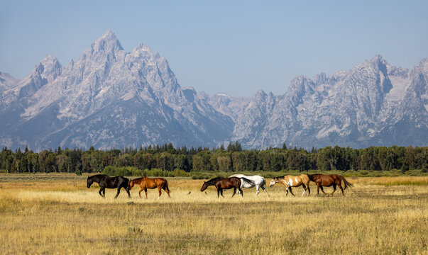 Horses in Grand Teton National Park,  herd of horses on the meadow, herd of horses, herd of horses in the mountains, Grand Teton National Park, Wyoming