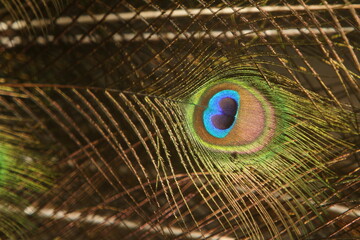 Obraz premium peacock feather close up