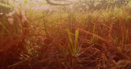 Image of grass and trees with glowing light on sunny day