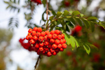 Berries of mountain ash branches are red on a blurry autumn background. Autumn harvest still life scene. Soft focus backdrop photography. Copy space.