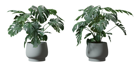Split leaf philodendron or Monstera deliciosa in a plant pot isolated on  transparent background, minimal and scandinavian style,Realistic 3D render, © background photo