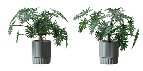 Split leaf philodendron or Monstera deliciosa in a plant pot isolated on  transparent background, minimal and scandinavian style,Realistic 3D render, © background photo