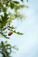 Ripe acorns on oak tree branch. Fall blurred background with oak nuts and leaves. © zhennyzhenny