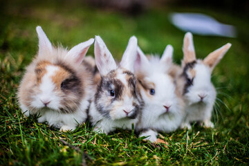lapins