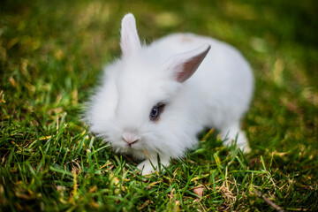 lapin