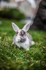 lapin