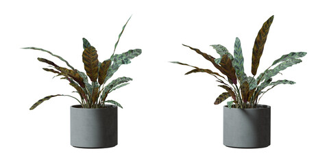 Rattlesnake Plant in a plant pot isolated on  transparent background, minimal and scandinavian style,Realistic 3D render © background photo