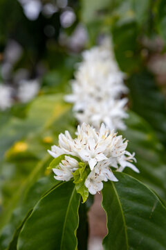 Cafetal en flor Santa Ana Costa Rica