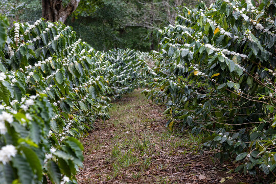 Cafetal en flor Santa Ana Costa Rica