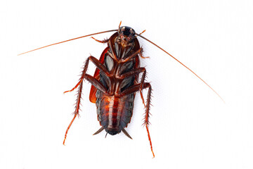 Close-up macro shot of a cockroach on a white background.