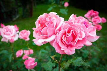 Pink rose close-up in the garden and dew drops.