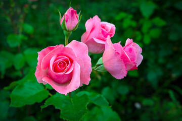 Pink rose close-up in the garden and dew drops.