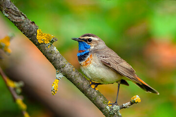 The bluethroat  is a small passerine bird ..Birds of Central Russia.
