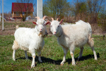 Fototapeta premium The goats are playing in the meadow..