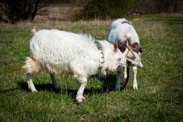 
The goats are playing in the meadow..

